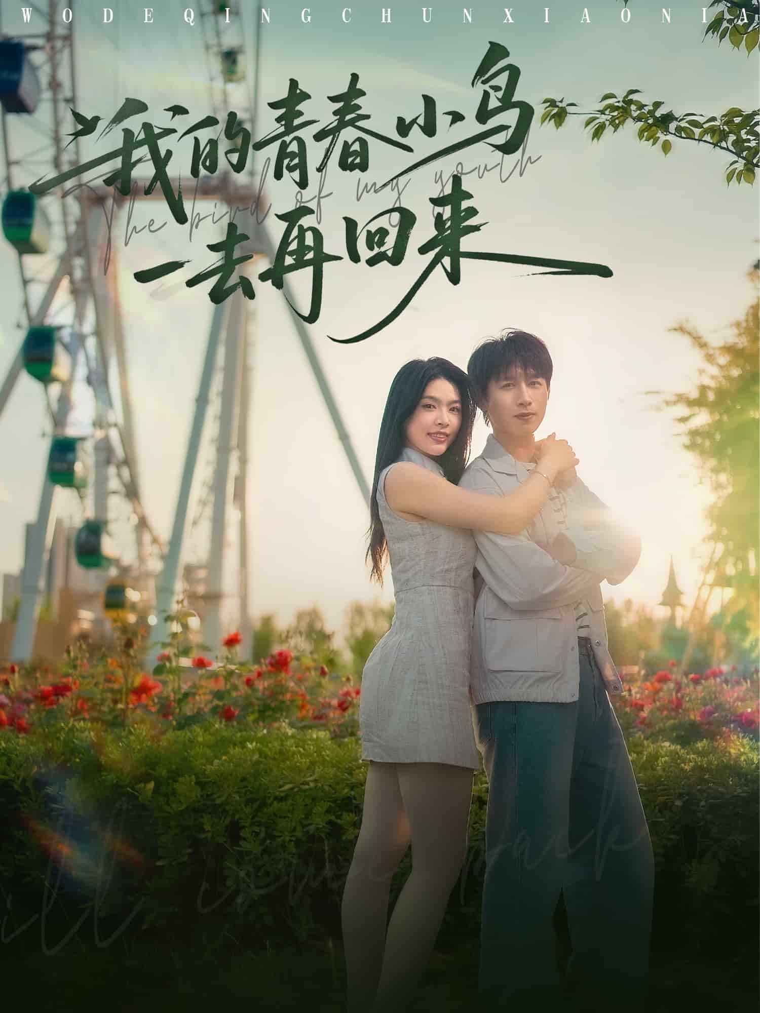 我的青春小鸟一去再回来